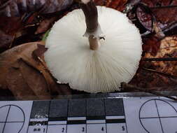 صورة Macrolepiota eucharis Vellinga & Halling 2003