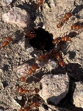 Image of Maricopa Harvester Ant