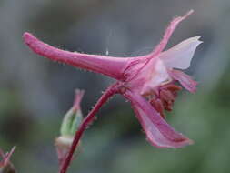 Image of Kern County larkspur