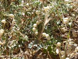 Image of Descanso milkvetch