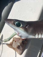 Image of Cuban Dogfish