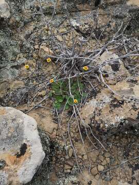 Image of Bolandia pedunculosa (DC.) Cron