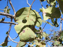 Image de Terminalia latipes subsp. psilocarpa L. Pedley