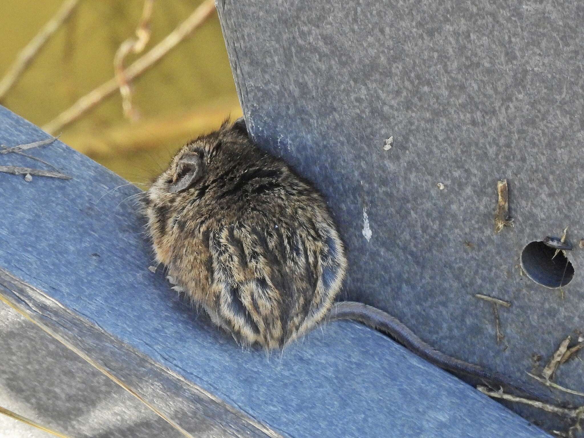 Image of Salt-marsh Harvest Mouse