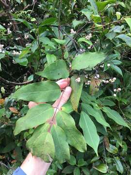 Image of Polyscias purpurea C. T. White