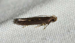 Image of Eyeringed Chionodes Moth