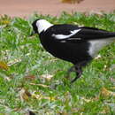 Image of Coastal Black-backed Magpie