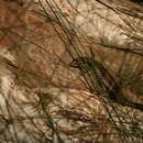 Image of Western Glossy Swamp Skink