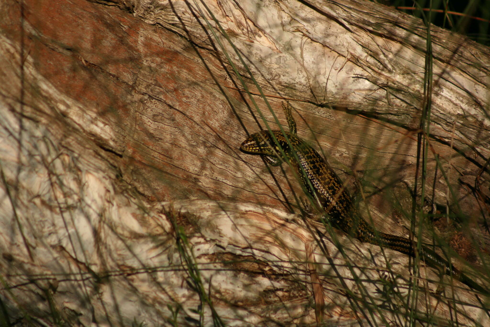 Image of Western Glossy Swamp Skink