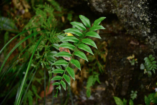 Image of Polystichum tenuius (Ching) Li Bing Zhang