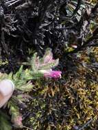 صورة Neobartsia laniflora (Benth.) Uribe-Convers & Tank