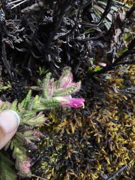 Image of Neobartsia laniflora (Benth.) Uribe-Convers & Tank