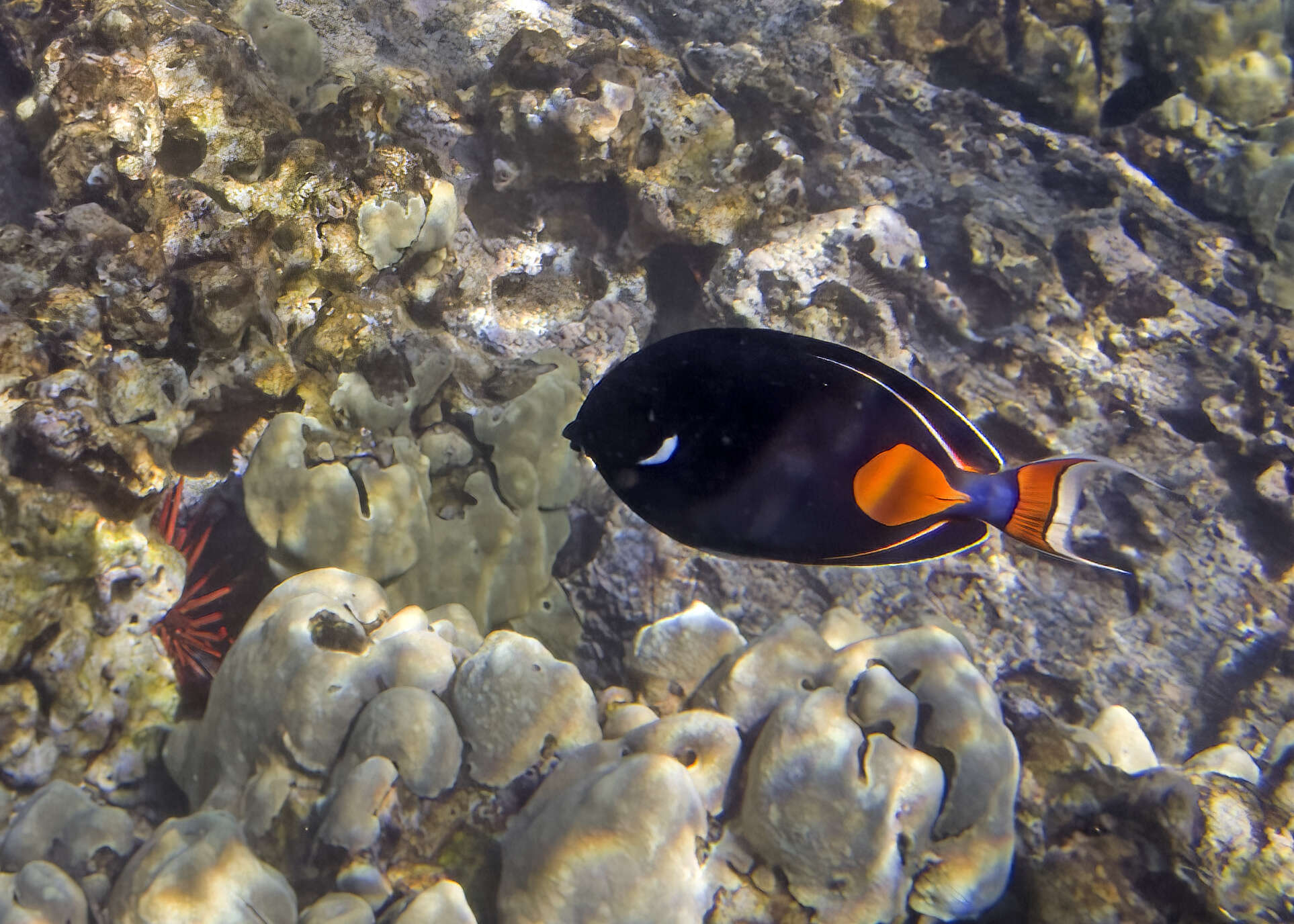 Image of Achilles Tang