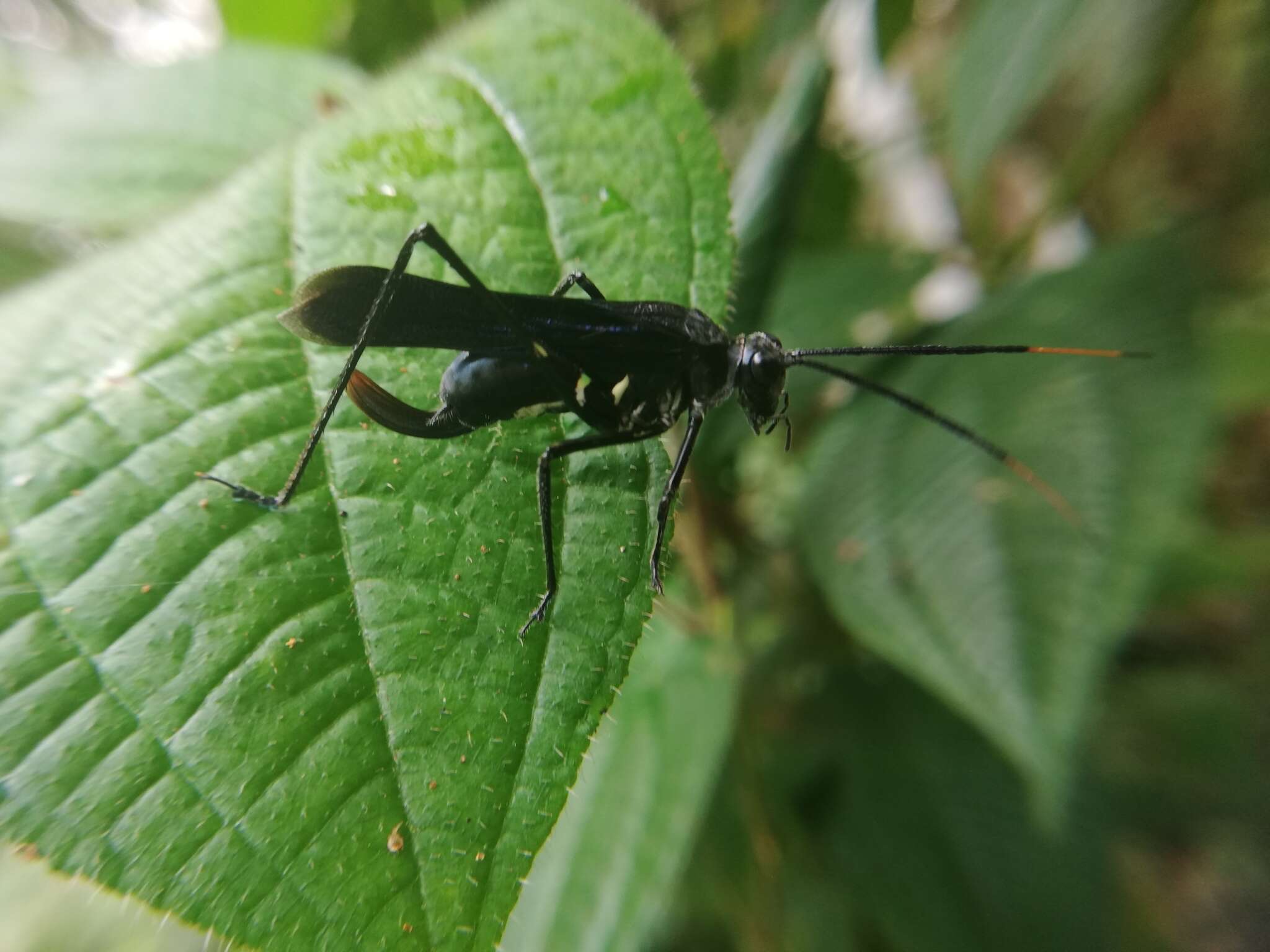 Sivun Aganacris nitida (Perty 1832) kuva