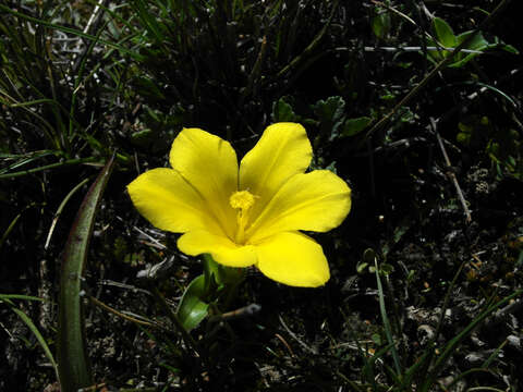 Image of Moraea galaxia (L. fil.) Goldblatt & J. C. Manning