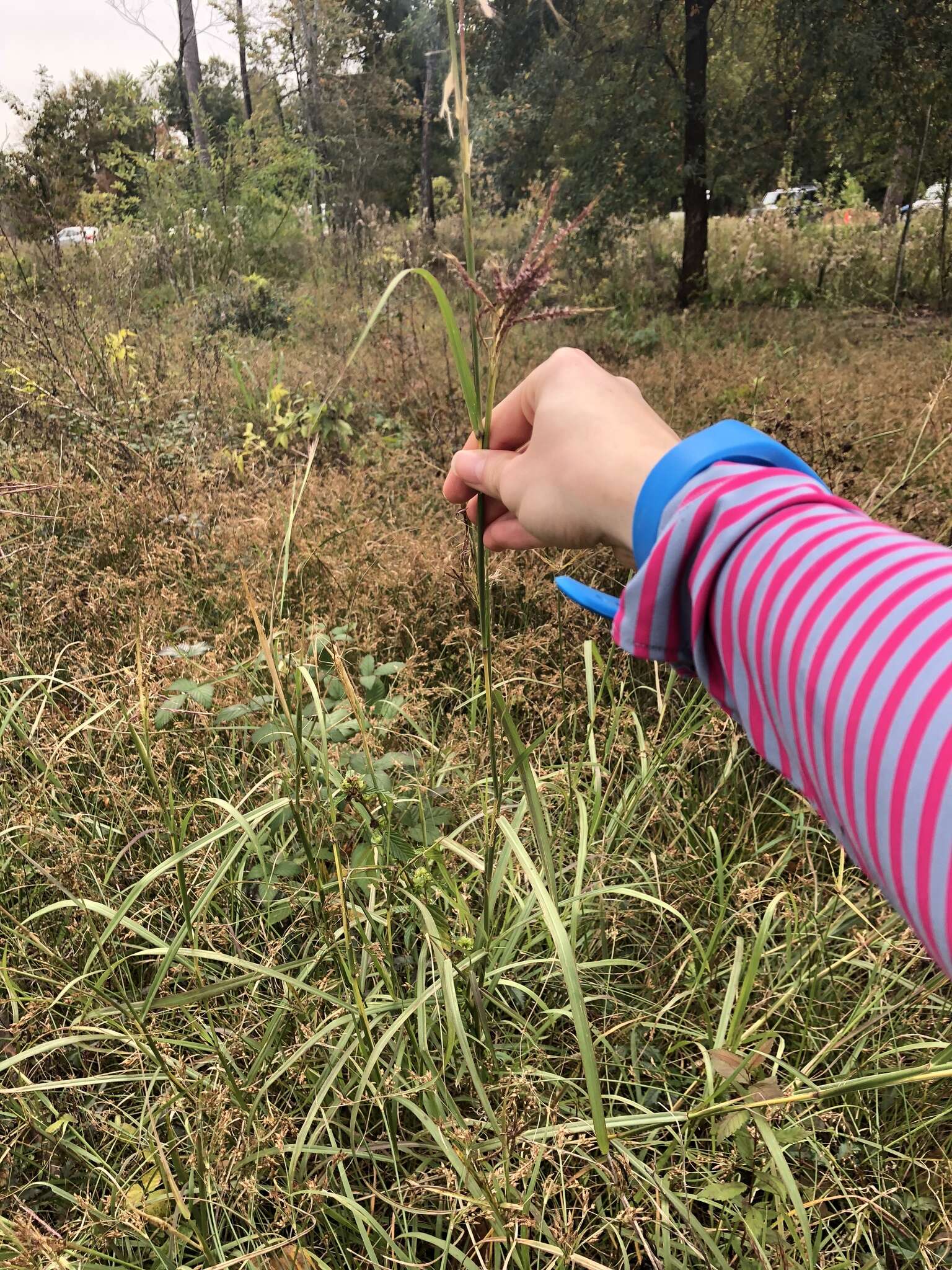 صورة Bothriochloa bladhii (Retz.) S. T. Blake