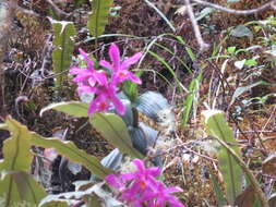 صورة Sobralia ciliata (C. Presl) C. Schweinf. ex Foldats