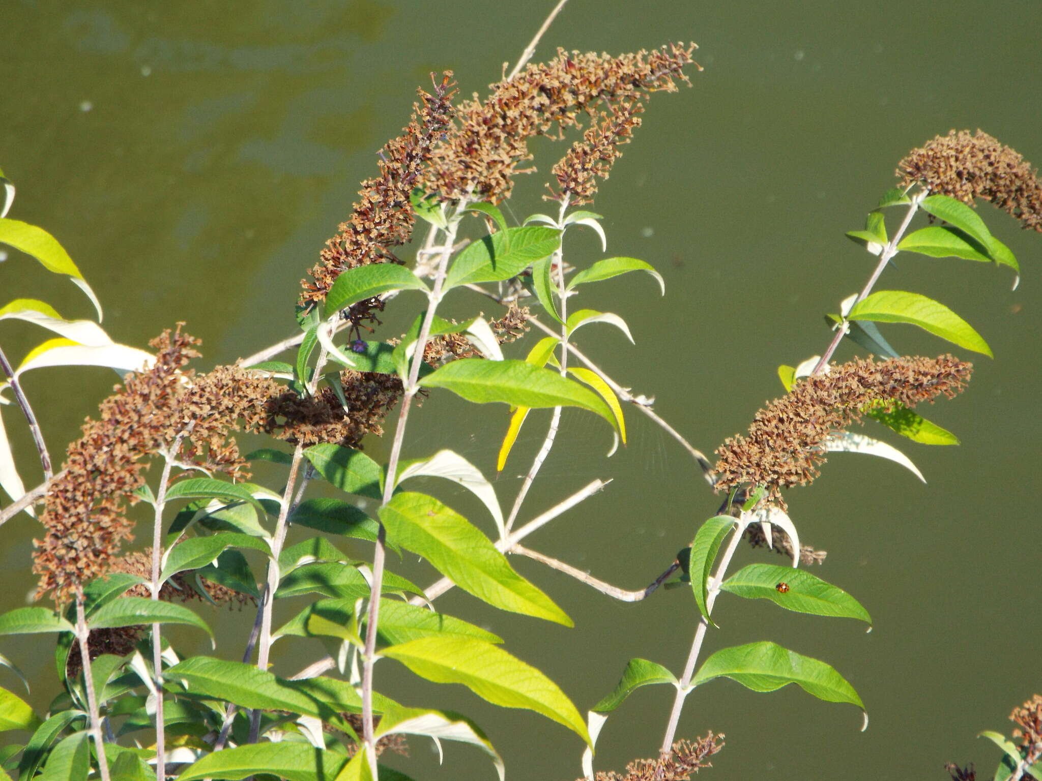 Image of butterfly-bush