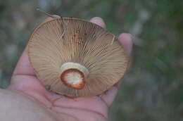 Image of Bloody milkcap