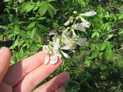 Image of pale beardtongue