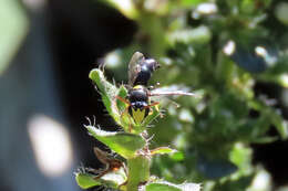 Image of Hylaeus honestus (Smith 1879)