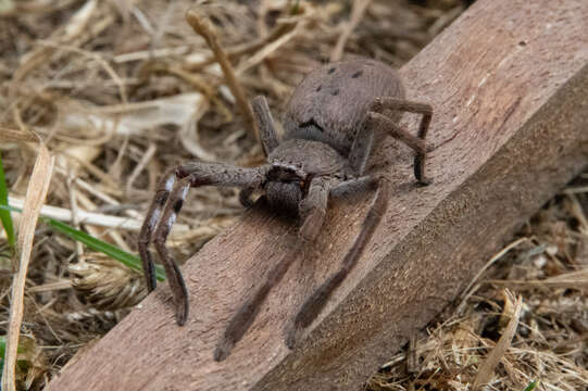 صورة Isopedella frenchi (Hogg 1903)