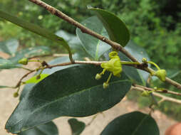 Image de Alphonsea lutea (Roxb.) Hook. fil. & Thomson