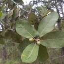 Image de Quercus aristata Hook. & Arn.