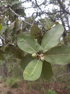 صورة Quercus aristata Hook. & Arn.