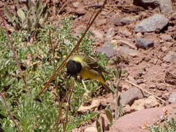 Image of Thick-billed Siskin