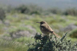 Image of Scale-throated Earthcreeper