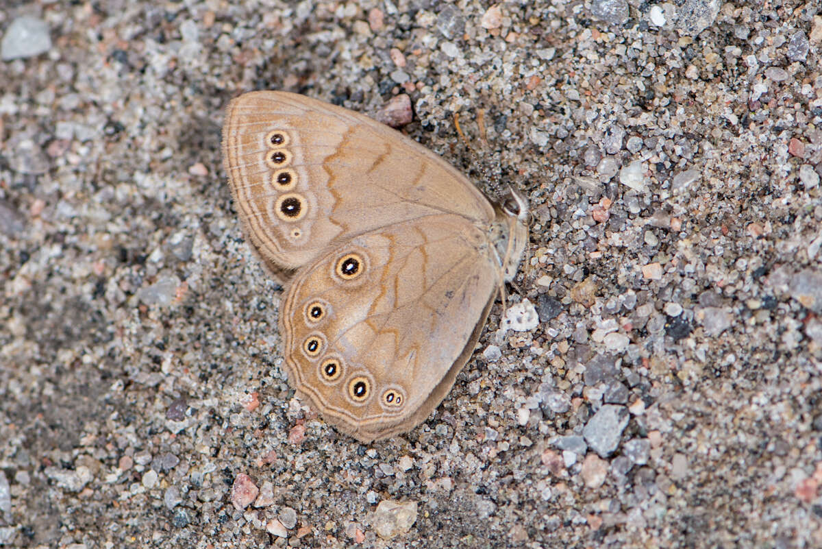 Image of Eyed Brown