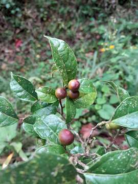 Image of Ficus politoria Lam.