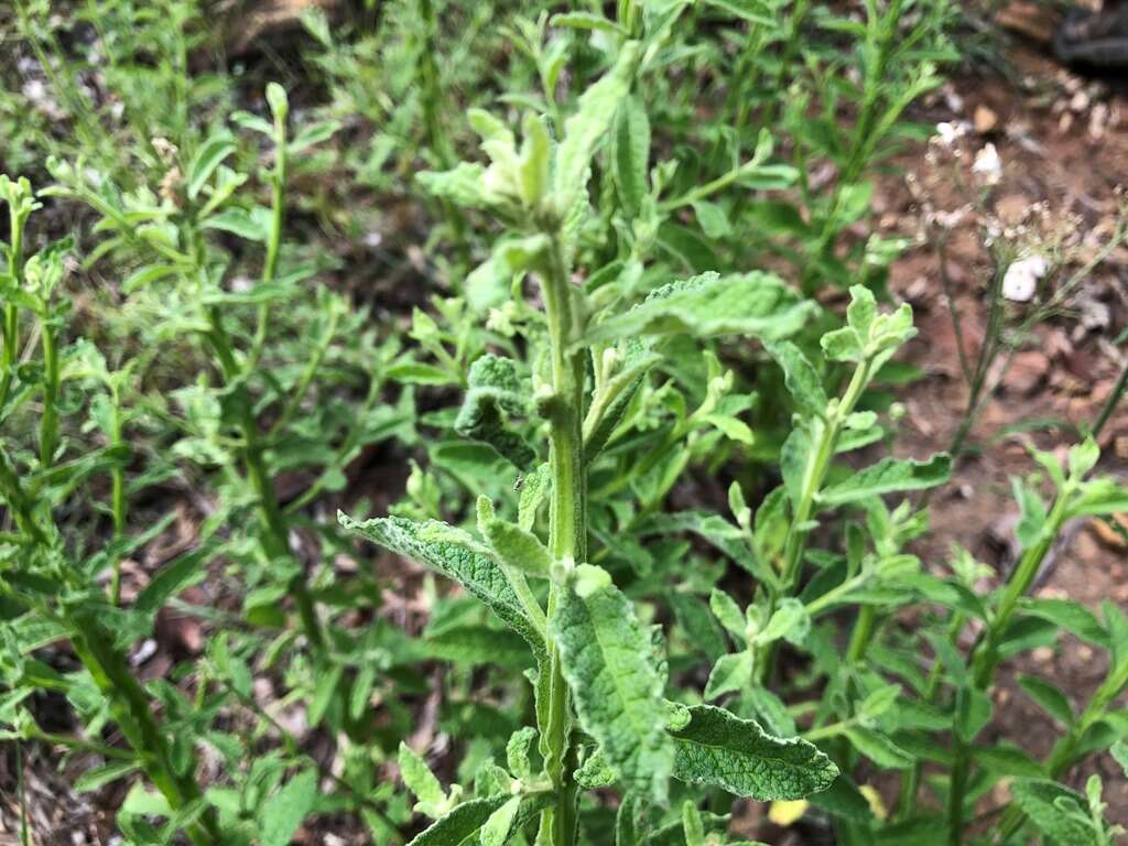 Plancia ëd Pterocaulon redolens