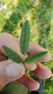 Image of Single-Stem Leather-Root