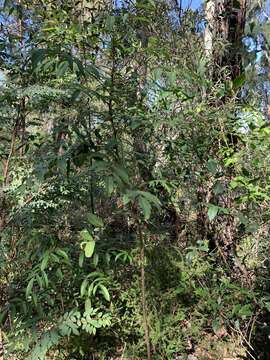 Image of Polyscias sambucifolia (Sieber ex DC.) Harms