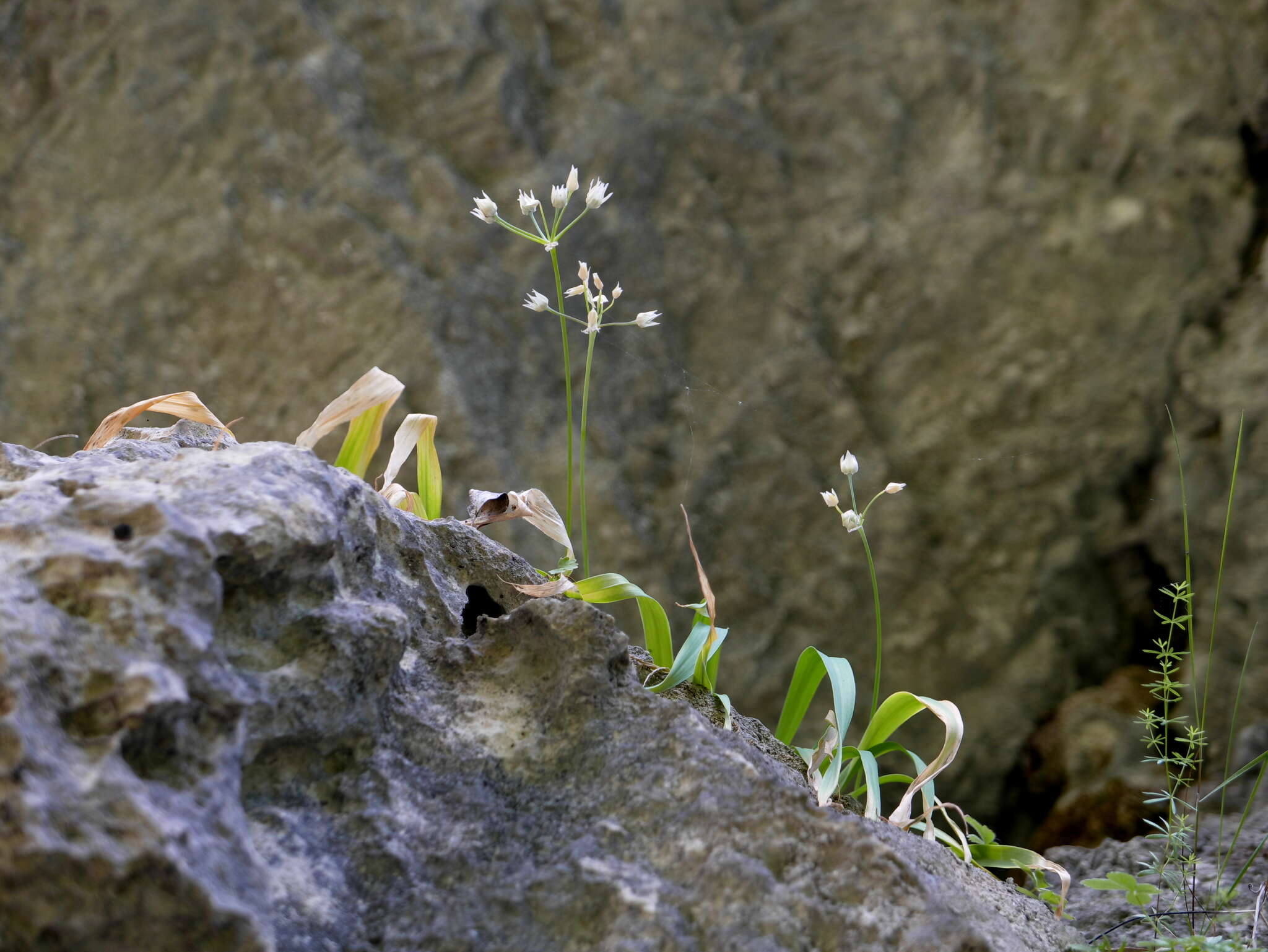 Image of Lily Leek