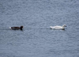 Image of Kelp Goose