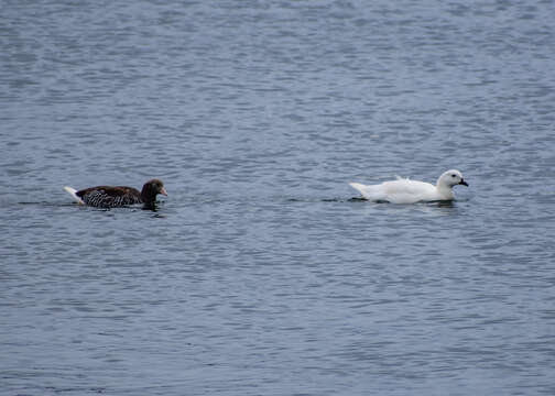 Image of Kelp Goose