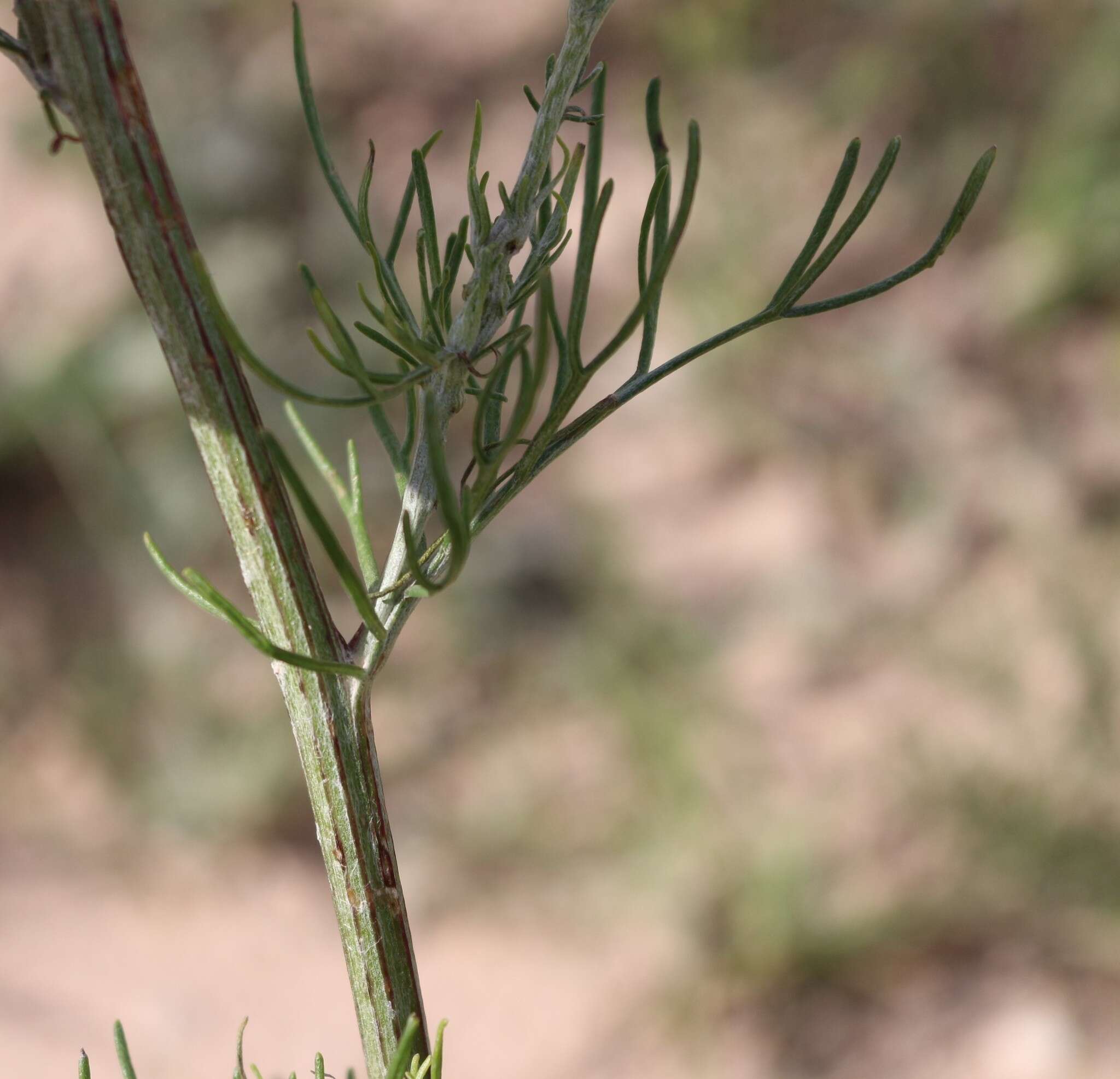 Image of Chalk Hill hymenopappus