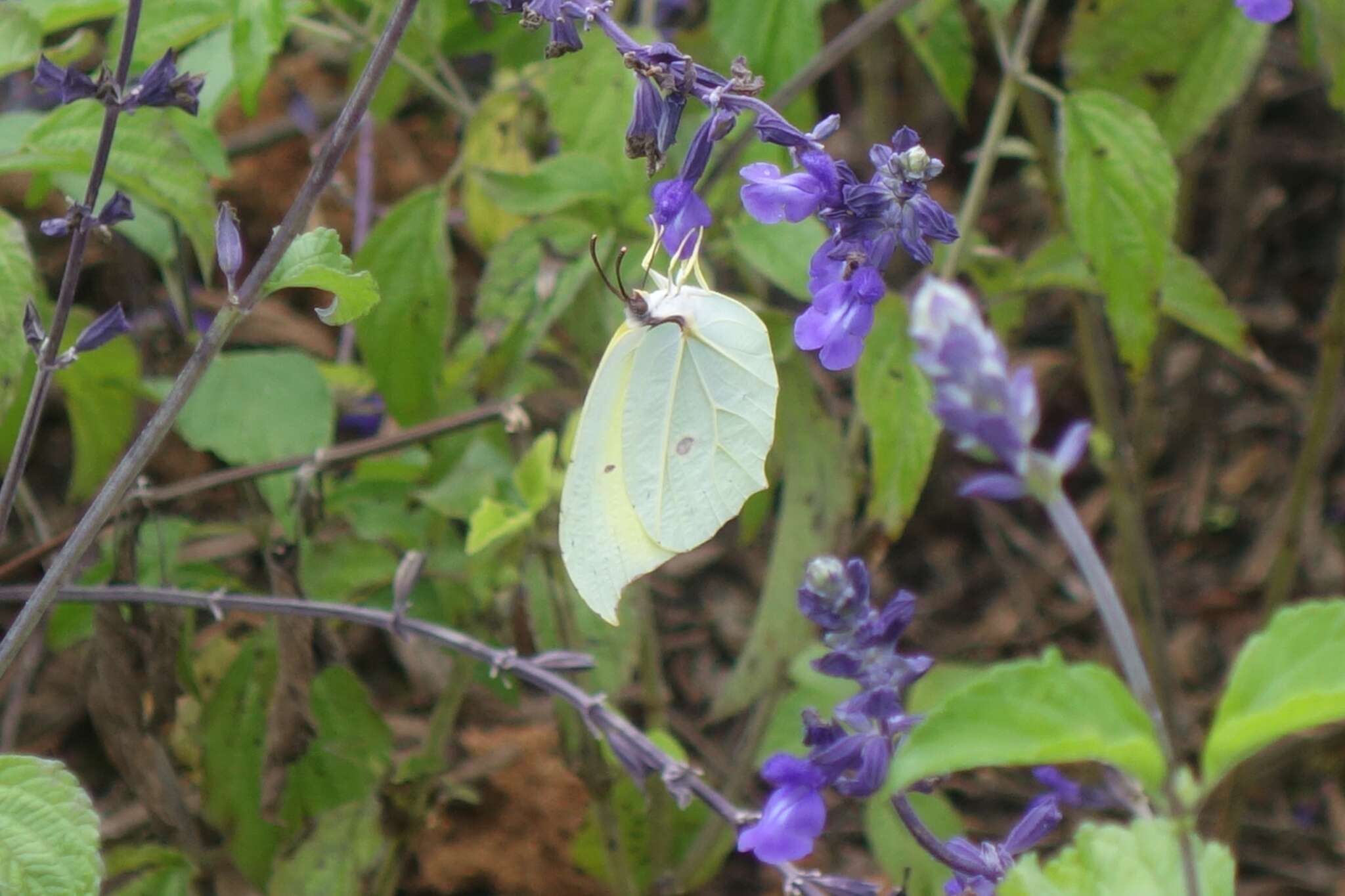 Image of Gonepteryx amintha (Blanchard 1871)