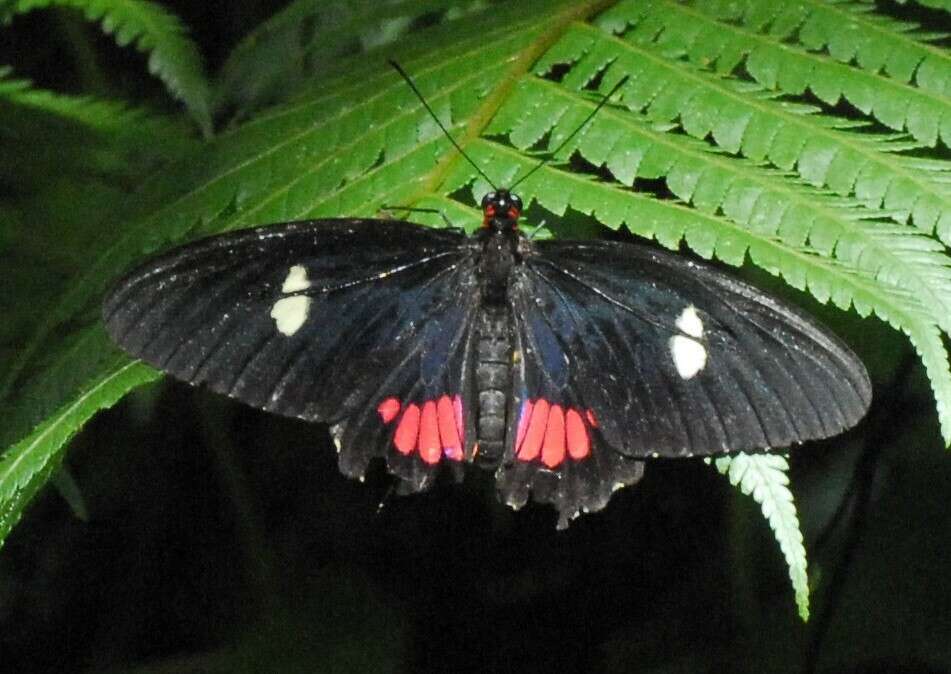 صورة Parides panares (Gray (1853))