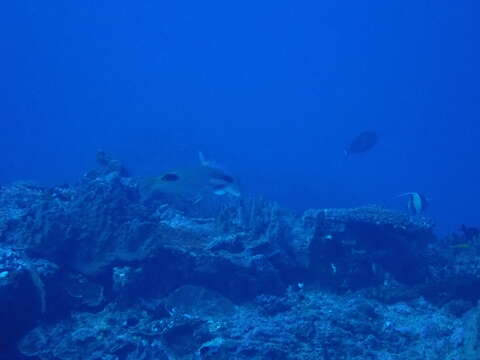 Image of Blackspot wrasse