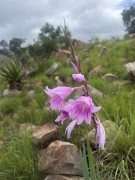 Image of Gladiolus scabridus Goldblatt & J. C. Manning