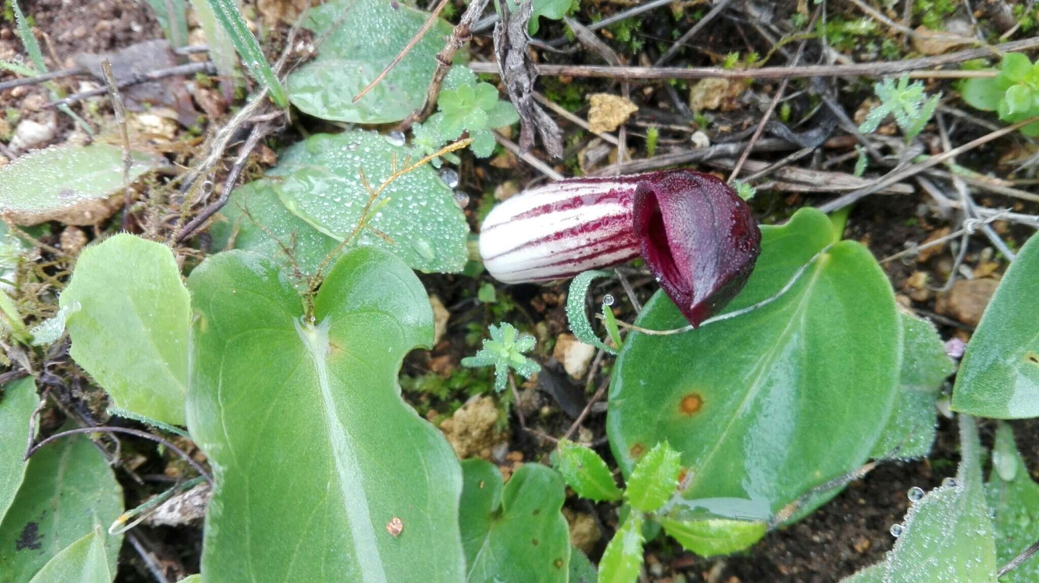 Image of Arisarum simorrhinum Durieu