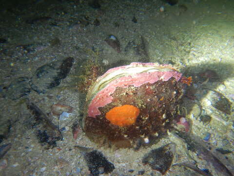 Image of horse mussel