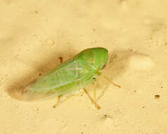 Image of Leafhopper