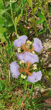 Image of Cypella unguiculata (Baker) Roitman & J. A. Castillo