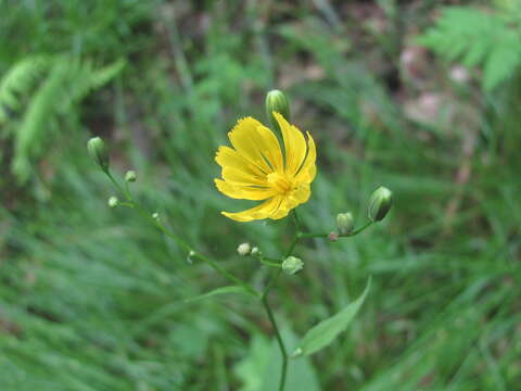 Image of Lapsana communis subsp. grandiflora (M. Bieb.) P. D. Sell