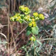 Image of Euphorbia esuliformis S. Schauer